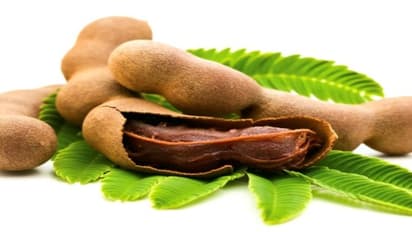 ರೈತರ ಬದುಕು ಸಿಹಿಯಾಗಿಸುವ ಹುಣಸೆ : ಬಂಪರ್ ಲಾಭ