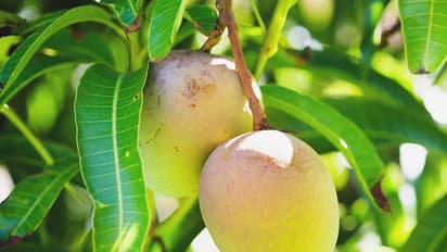 మామిడి ఆకులు కిడ్నీల్లో రాళ్లను తొలగించడమే కాదు.. మధుమేహాన్ని, రక్తపోటును కూడా కంట్రోల్ లో ఉంచుతాయి..