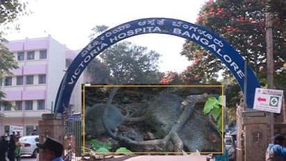 Huge rats invade Victoria Hospital in Bengaluru