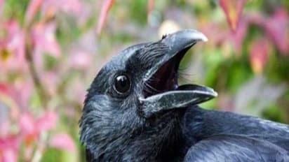 நீங்கள் சாப்பிடும் முன் காக்கைக்கு உணவை வைப்பது கிடையாதா...?