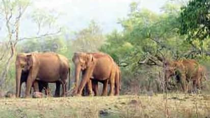 மனிதர்களை கொல்லும் காட்டு யானைகளை உடனே விரட்டுங்கள் - ஆட்சியரிடம் முறையிட்ட கிராம மக்கள்...