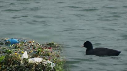 From reservoir to dump: Is there no one to save Hyderabad's 400-year old Neknampur lake?