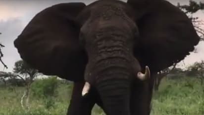 Man tried to capture the birth of a calf, instead was killed by elephant