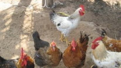 நாட்டுக் கோழிகளுக்கு ஏற்ற தீவனம் கரையான் - உற்பத்தி முதல் நன்மைகள் வரை அலசல்...