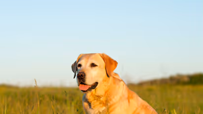 വളർത്തുനായയെ തല്ലി അവശനിലയിലാക്കി, മരത്തിൽ കെട്ടിത്തൂക്കി, അമ്മയും മകനും അറസ്റ്റിൽ