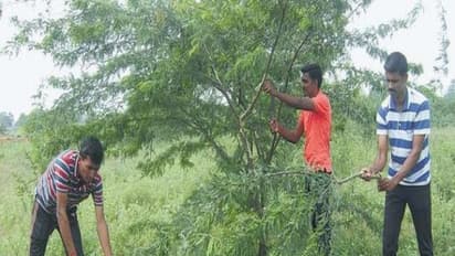 சீமை கருவேல மரங்களை வெட்ட தடை இல்லை - உயர்நீதிமன்றம் அதிரடி உத்தரவு