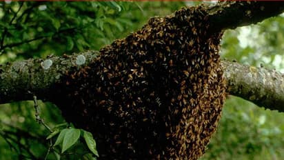 ಜೇನು ದಾಳಿಗೆ ಹೆದರಿ ಮೃತದೇಹ ಬಿಟ್ಟು ಓಡಿದರು!