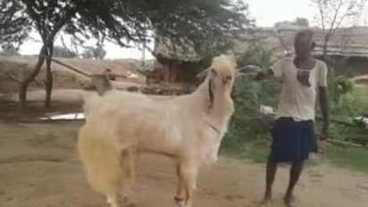 கொட்டில் முறையில் இந்தவகை வெள்ளாடுகளை இப்படிதான் வளர்க்க வேண்டும்...