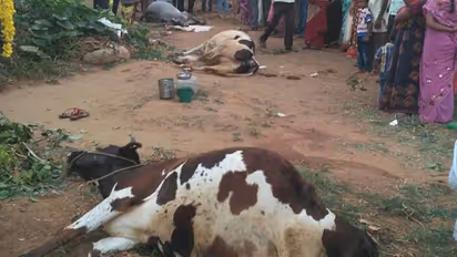 Polluted lakes send shivers down the spine of Bengaluru dairy farmers