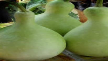 உடலை திடமாக்கும் சுரைக்காயின் மற்ற பயன்கள்…