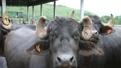 உட்புற ஒட்டுண்ணியால் கால்நடைகளுக்கு ஏற்படும் இரண்டு ஆபத்தான நோய்கள் இதோ...