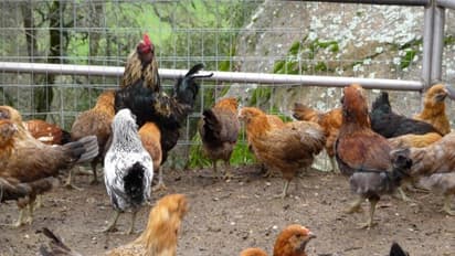 கோழி வளர்ப்பின்போது கோழிகளை தாக்கும் நோய்களைக் கட்டுப்படுத்துவது எப்படி?