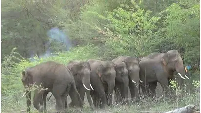Jumbo’s emotions baffles Karnataka forest officials