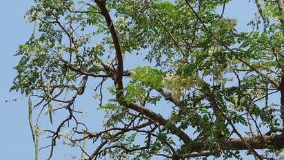 Heavy winds kill auto driver in Bengaluru
