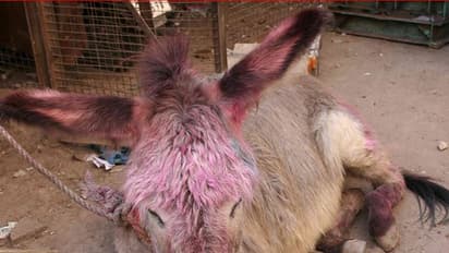 ಕತ್ತೆಗಳ ಜೊತೆ ಹೋಳಿ ಹಬ್ಬ