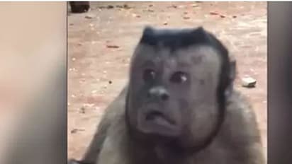 മനുഷ്യമുഖമുള്ള കുരങ്ങന്; അമ്പരന്ന് സൈബര്ലോകം