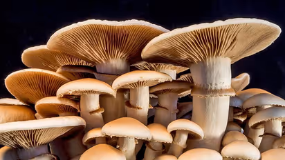 ಪ್ರಕೃತಿಯ ಅಂದ ಹೆಚ್ಚಿಸೋ ಆಕರ್ಷಕ ಅಣಬೆಗಳು