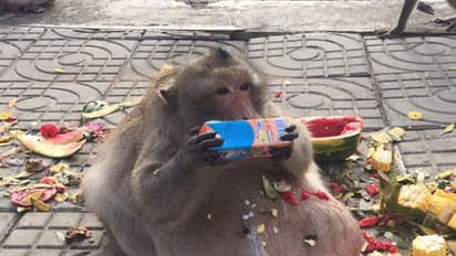 Obese monkey sent to fat camp to reduce weight