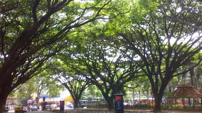 ಬಿಸಿಲಧಗೆ ಏರುತ್ತಿರುವ ಬೆನ್ನಲೇ ಮತ್ತೊಂದು ಆಘಾತ: ಬೆಂಗಳೂರು ನಗರದಲ್ಲಿ 2518 ಮರ ಕತ್ತರಿಸಲು ಹೈ ಅನುಮತಿ