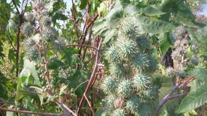 இவ்வளவு மருத்துவ குணங்கள் அடங்கியுள்ள ஆமணக்கு பற்றி நீங்கள் கேள்விப்பட்டதுண்டா?