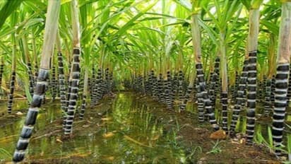 கரும்பில் பூச்சி மேலாண்மையை மேற்கொள்வது எப்படி?