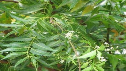 வேப்பிலைக்கு மிஞ்சிய மருந்து இல்லை...