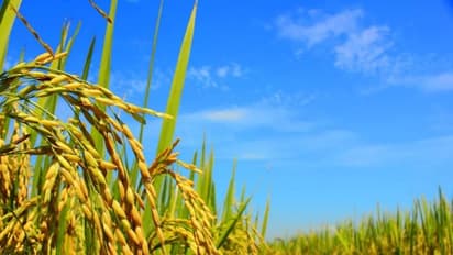 நெற்பயிருக்கு தழைச்சத்து எவ்வளவு முக்கியம்னு இதை வாசிச்சு தெரிஞ்சுக்குங்க...