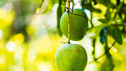 Rare Noor Jahan mango variety to have a low yield this season