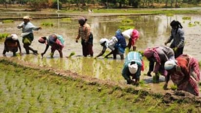 இந்த இரண்டு இரகங்களும் குறுவை சாகுபடிக்கு ஏற்றது…