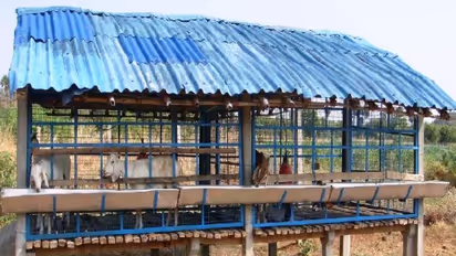 ஆட்டுக் கொட்டகையின் தரை, மேற்கூரை, வாயிற்கதவை எந்த அளவில் அமைக்க வேண்டும்?