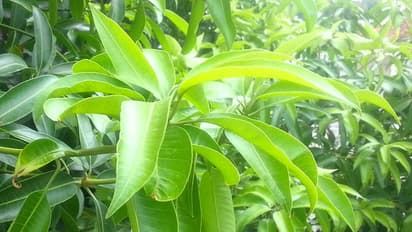 திருவிழாக்கள் மற்றும் சுப நிகழ்ச்சிகளுக்கு ஏன் மா இலை தோரணை கட்டப்படுகின்றன தெரியுமா?