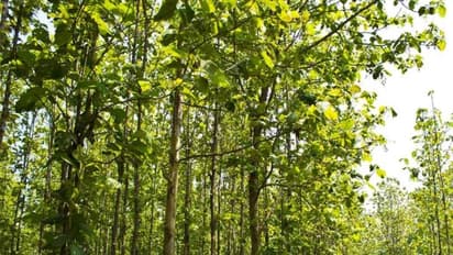 இவ்வளவு சிறப்புகளை கொண்டிருப்பதால் தான் தேக்கு மரம் மதிப்பு வாய்ந்ததாக கருதப்படுகிறது...