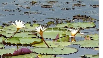 ചെങ്ങന്നൂര് ഉപതെരഞ്ഞെടുപ്പ്; പൂമലച്ചാലിന്റെ വികസനം ഉടന് വേണമെന്ന് നാട്ടുകാര്