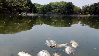 Bengaluru: Dead fish fill Ulsoor lake amid blame game