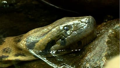 When Angela faked her pregnancy!