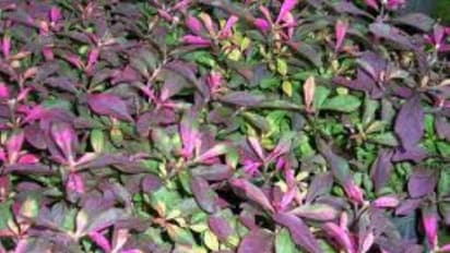 கூர்மையான கண் பார்வையை பெற இந்த கீரையை சமைத்து சாப்பிட்டாலே போதும்...