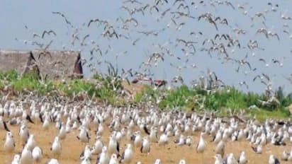 கோடியக்கரையில் பறவைகள் கணக்கெடுக்கும் பணி; இலட்சக்கணக்கில் காணப்பட்ட கொசு உள்ளான் பறவைகள்...