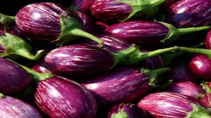 கத்திரிக்காய் விதை உற்பத்தி எப்படி செய்வது?