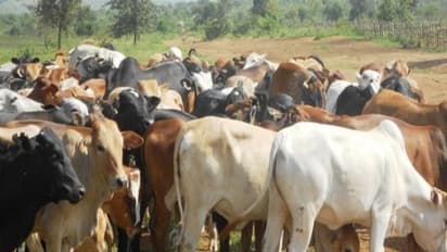 கால்நடைகளுக்கு ஏற்ற இனப்பெருக்க கால பராமரிப்பு ஒரு பார்வை...