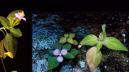 Critically endangered plant discovered from the Western Ghats