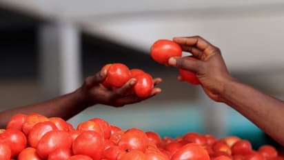 ಟೊಮ್ಯಾಟೋ ತಿಂದ್ರೆ ಪುರುಷತ್ವಕ್ಕೆ ಕುತ್ತು!: ದಾರಿ ತಪ್ಪಿಸಿದ್ದು ಅಧಿಕಾರಿಗಳು,ಬೀದಿಗೆ ಬಿದ್ದಿದ್ದು ರೈತರು!