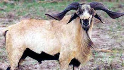 கிடா மற்றும் சினை ஆடுகளின் கொட்டிலில் மேற்கொள்ள வேண்டிய பராமரிப்பு முறைகள்...