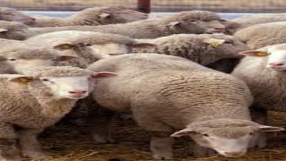 இந்த தீவனமுறைகளை பயன்படுத்தி உங்கள் செம்மறி ஆடுகளின் வளர்ச்சியை கூட்டலாம்…