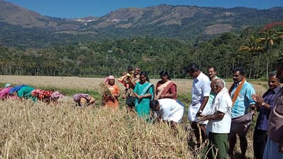 ഹൈറേഞ്ചില് ഇത്തവണ നൂറുമേനി വിളവ്; പരിമിതികള്ക്ക് നടുവില് കര്ഷകര്