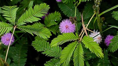 പഴയ നാണം കുണുങ്ങിയല്ല, അങ്ങ് 'ആമസോണി'ല് വരെ പിടിയുണ്ട് തൊട്ടാവാടിയ്ക്ക്