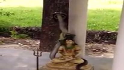 சிவபெருமான் கழுத்தில் படம் எடுத்து ஆடும் நிஜ பாம்பு...! காண கிடைக்காத அதிசய வீடியோ..!