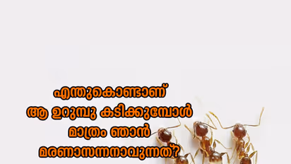 യു എ ഇ യിലെ കൊലയാളി ഉറമ്പുകള്‍!