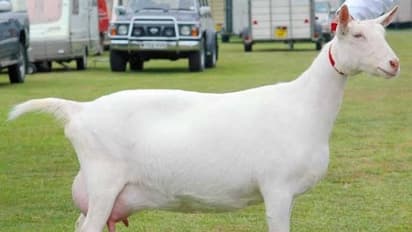 வெள்ளாடு வளர்ப்பு தொழிலில் பொதுவான சில தகவல்கள் மற்றும் வளர்ப்பு முறைகள்...