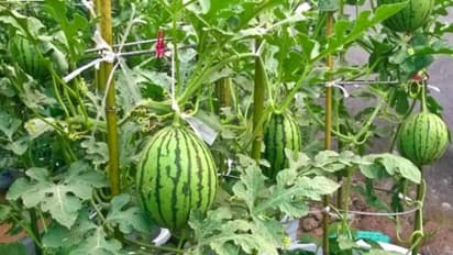 தர்பூசணியை அதிகம் தாக்கும் பூச்சிகளில் இதற்குதான் முதலிடம்; தீர்வு உள்ளே...