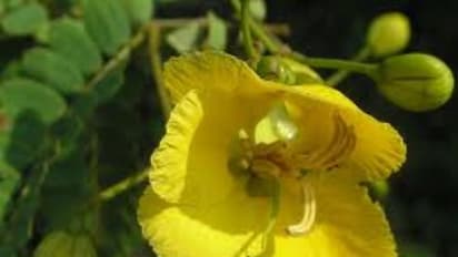 சிலவகைப் பூக்களும், அவற்றால் கிடைக்கும் அற்புத மருத்துவ பயன்களும்…